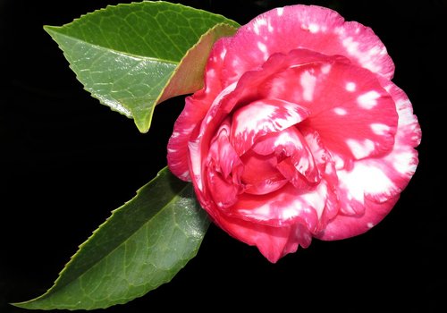 camellia  flower  garden
