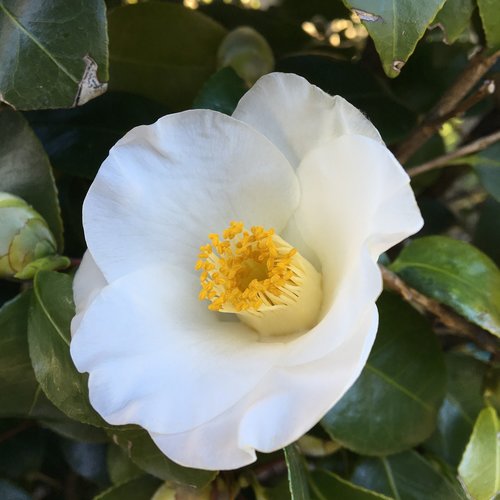 camellia  close up  white blossom