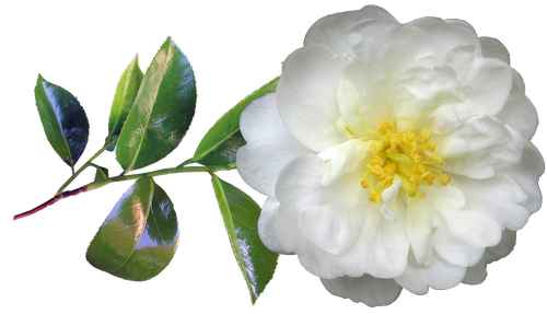 camellia  white  flower