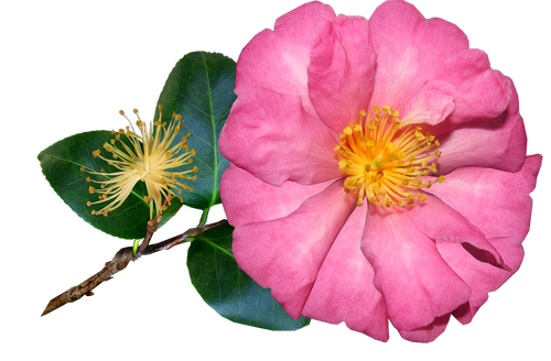 camellia  flower  single pink