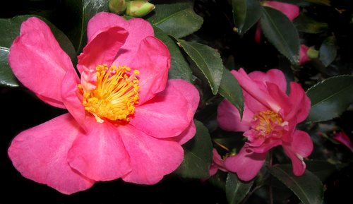 camellia  pink  flower