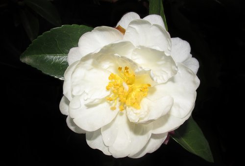 camellia  white  single
