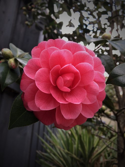 camellia  perfect  flora