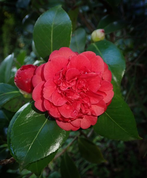 camellia  red  flower