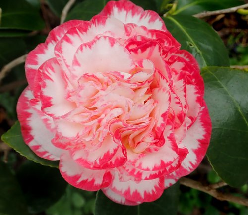 camellia  flower  winter