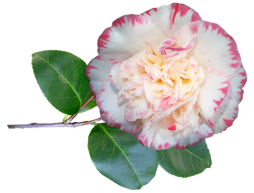 camellia  flower  stem