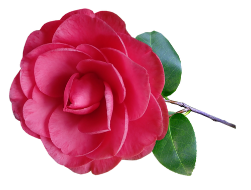 camellia  flower  stem