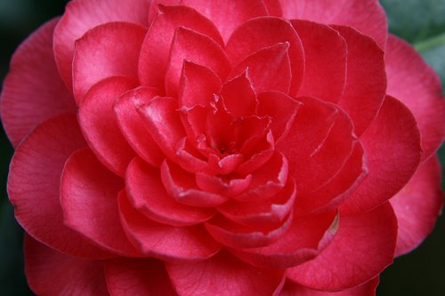 camellia  blossom  bloom