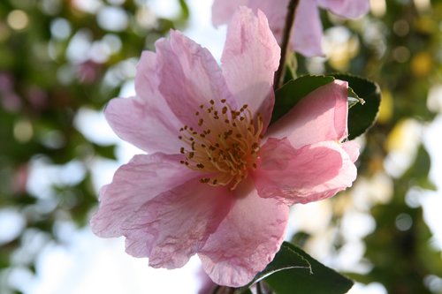 camellia  pink  blossom