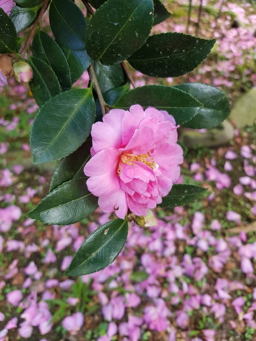 camellia  pink red  flower