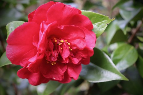 camellia  red  blossom