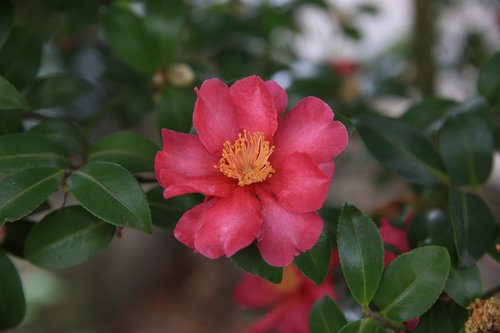 camellia  red  flowers