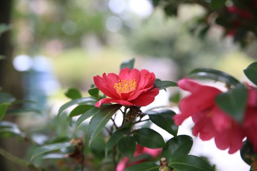 camellia  red  flowers