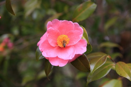 camellia  red  flowers