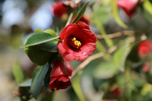 camellia  camellia flower  flowers