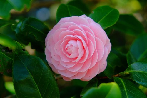 camellia  pink  spring