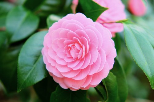 camellia  punk  flower