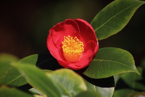 camellia  camellia flower  blossom