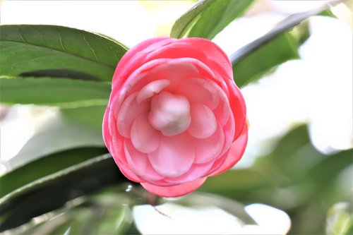 camellia  pink  flower