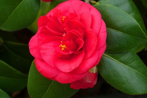 camellia  flower  bloom