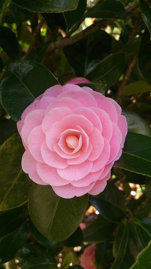 camellia  sinensis  camelia