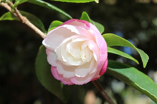 camellia  sasanqua cultivar  flower