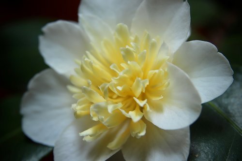 camellia  camellia flower  petals