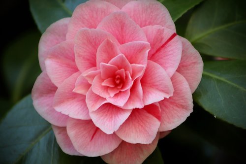 camellia  camellia flower  blossom