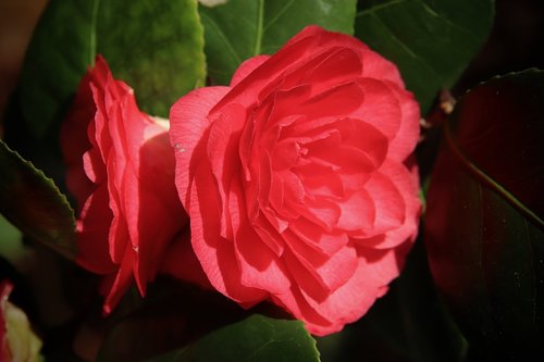 camellia  camellia flowers  flowers
