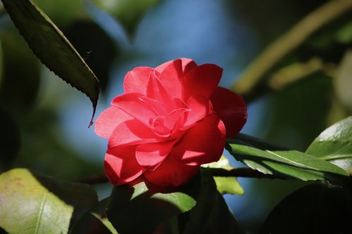 camellia  camellia flower  red