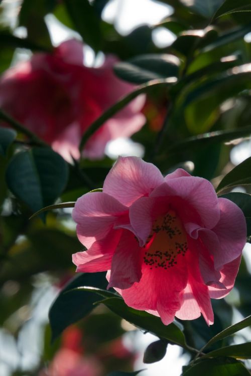 camellia pink backlit