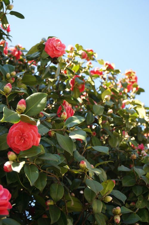 camellia flowers blue sky