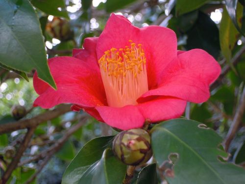 camellia univalve pistil