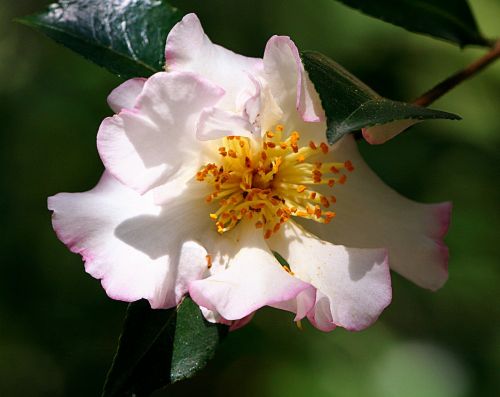 camellia flower theaceae