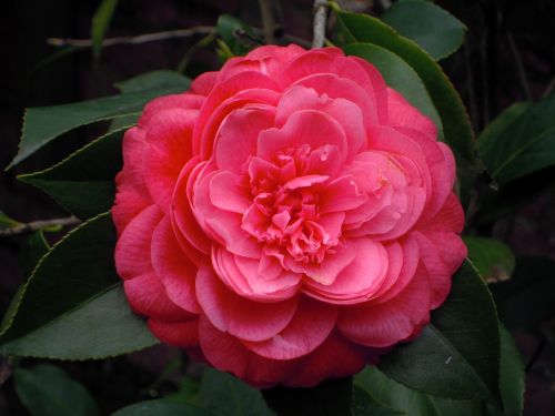 camellia red