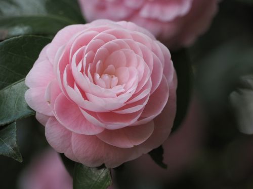 camellia flowers pink