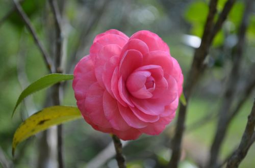camellia pink flower