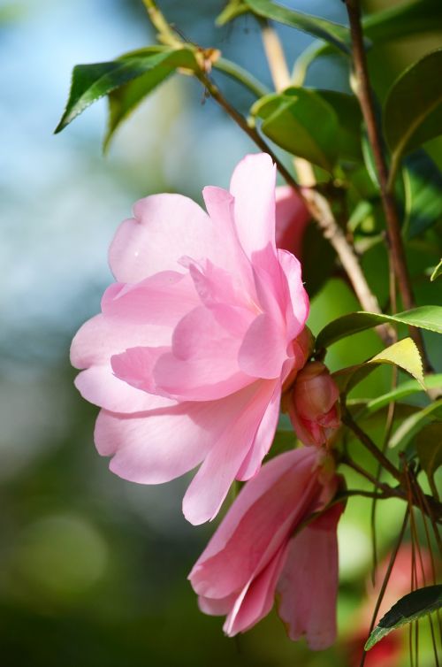 camellia pink flower bloom in sun