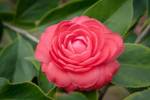 camellia bloom plant