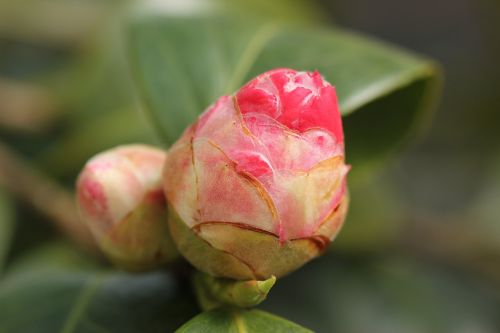 camellia bud red garden