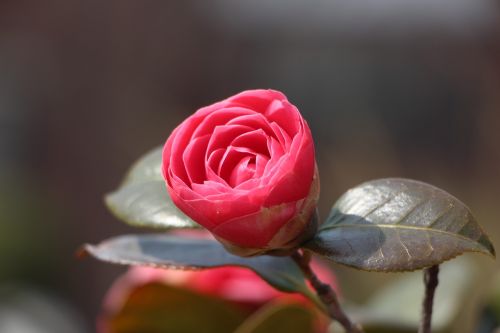 camellia flower april spring