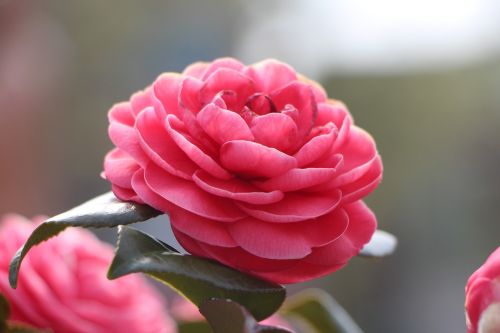 camellia flower april spring