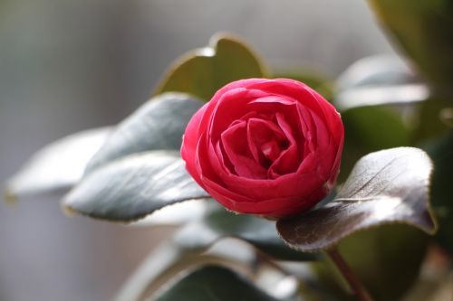 camellia flower april spring