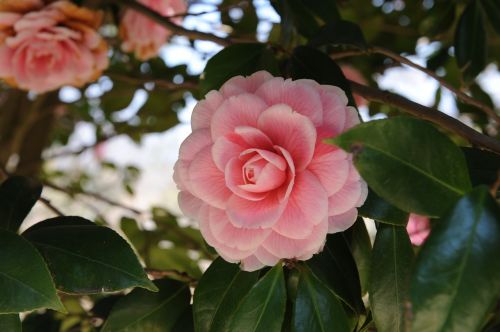 camellia flower republic of korea hainan