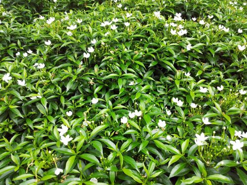 Camellia Flower And Leaves