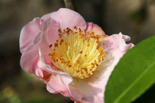 camellia pink flower in dense yellow