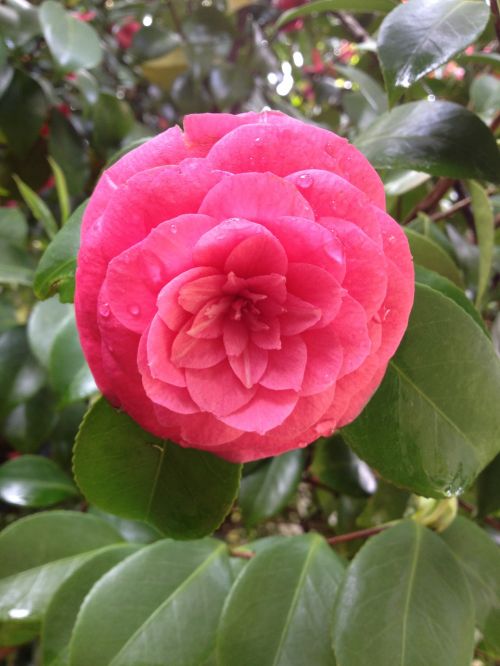 Camellia