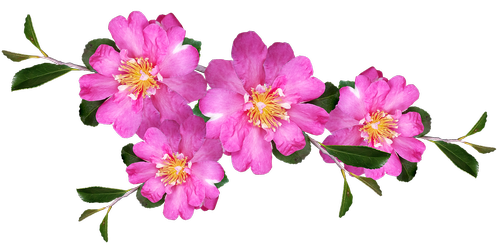 camellias  pink  flowers