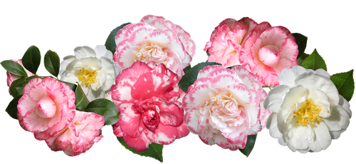 camellias  flowers  mixed