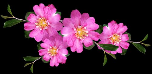 camellias  pink  branch